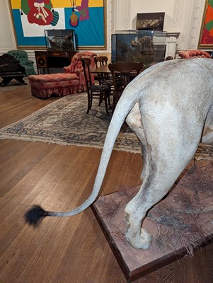 Lot 356 - Taxidermy: lion (Panthera leo)