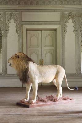 Lot 356 - Taxidermy: lion (Panthera leo)