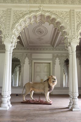 Lot 356 - Taxidermy: lion (Panthera leo)