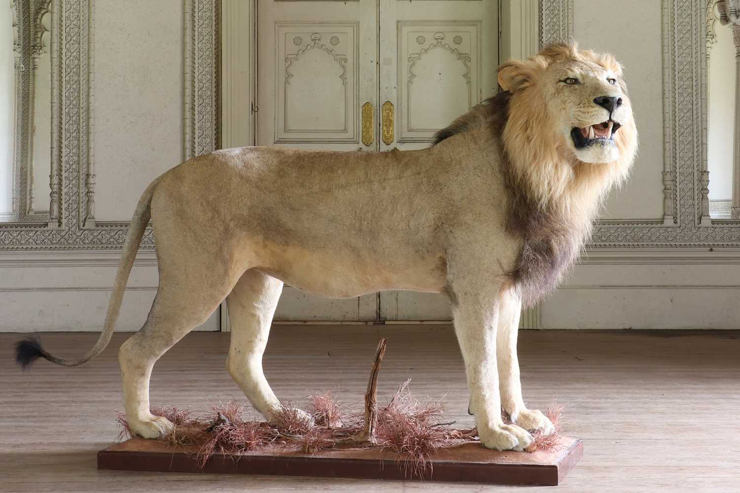 Lot 356 - Taxidermy: lion (Panthera leo)