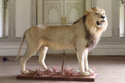 Lot 356 - Taxidermy: lion (Panthera leo)