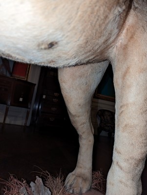 Lot 356 - Taxidermy: lion (Panthera leo)