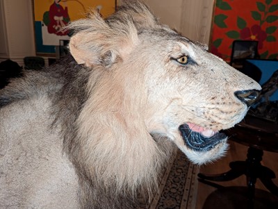 Lot 356 - Taxidermy: lion (Panthera leo)