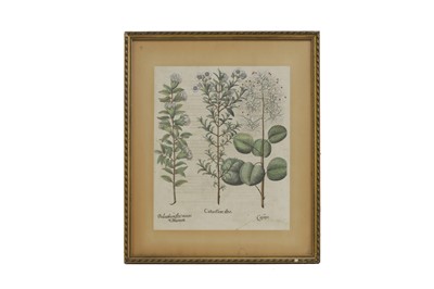 Lot 61 - After Basilius Besler