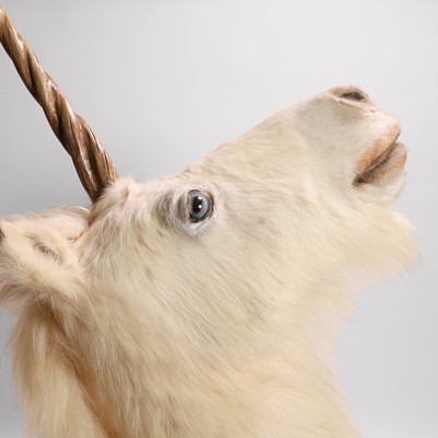 Lot 61 - Taxidermy: a unicorn head mount