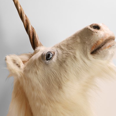 Lot 61 - Taxidermy: a unicorn head mount