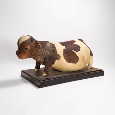 Lot 59 - Taxidermy: a freak bulldog/calf