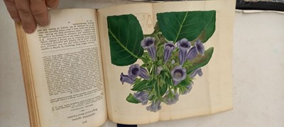 Lot 315 - EDWARDS, Sydenham: The Botanical Register