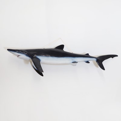 Lot 325 - Taxidermy: a blue shark fishing trophy