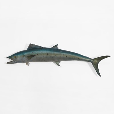 Lot 328 - Taxidermy: a dorado fishing trophy