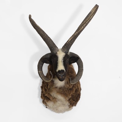 Lot 22 - Taxidermy: a Jacob's ram head mount