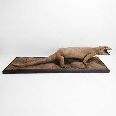 Lot 323 - Taxidermy: a monitor lizard