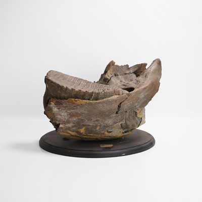 Lot 318 - A Prehistoric Ice Age woolly mammoth tooth with part jaw