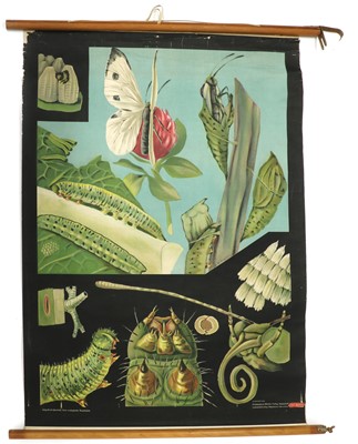 Lot 176A - A Dutch school wall hanging of caterpillars and moths