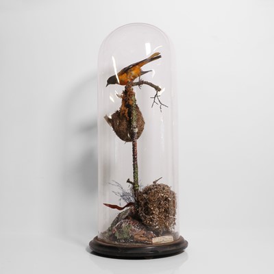 Lot 243 - Taxidermy: Baltimore oriole (Icterus galbula)