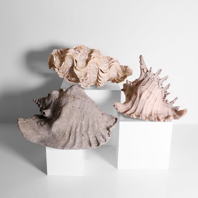 Lot 215 - A group of seashells