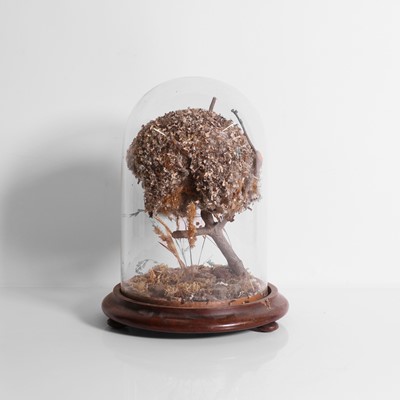 Lot 238 - A bird's-nest display
