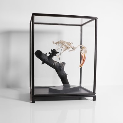 Lot 237 - A bird's skeleton