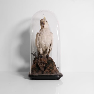 Lot 244 - Taxidermy: a sulphur-crested cockatoo (Cacatua galerita)