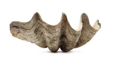 Lot 216 - A giant clam shell (Tridacna gigas)