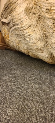 Lot 216 - A giant clam shell (Tridacna gigas)