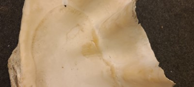 Lot 216 - A giant clam shell (Tridacna gigas)