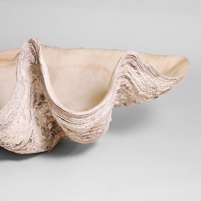 Lot 216 - A giant clam shell (Tridacna gigas)