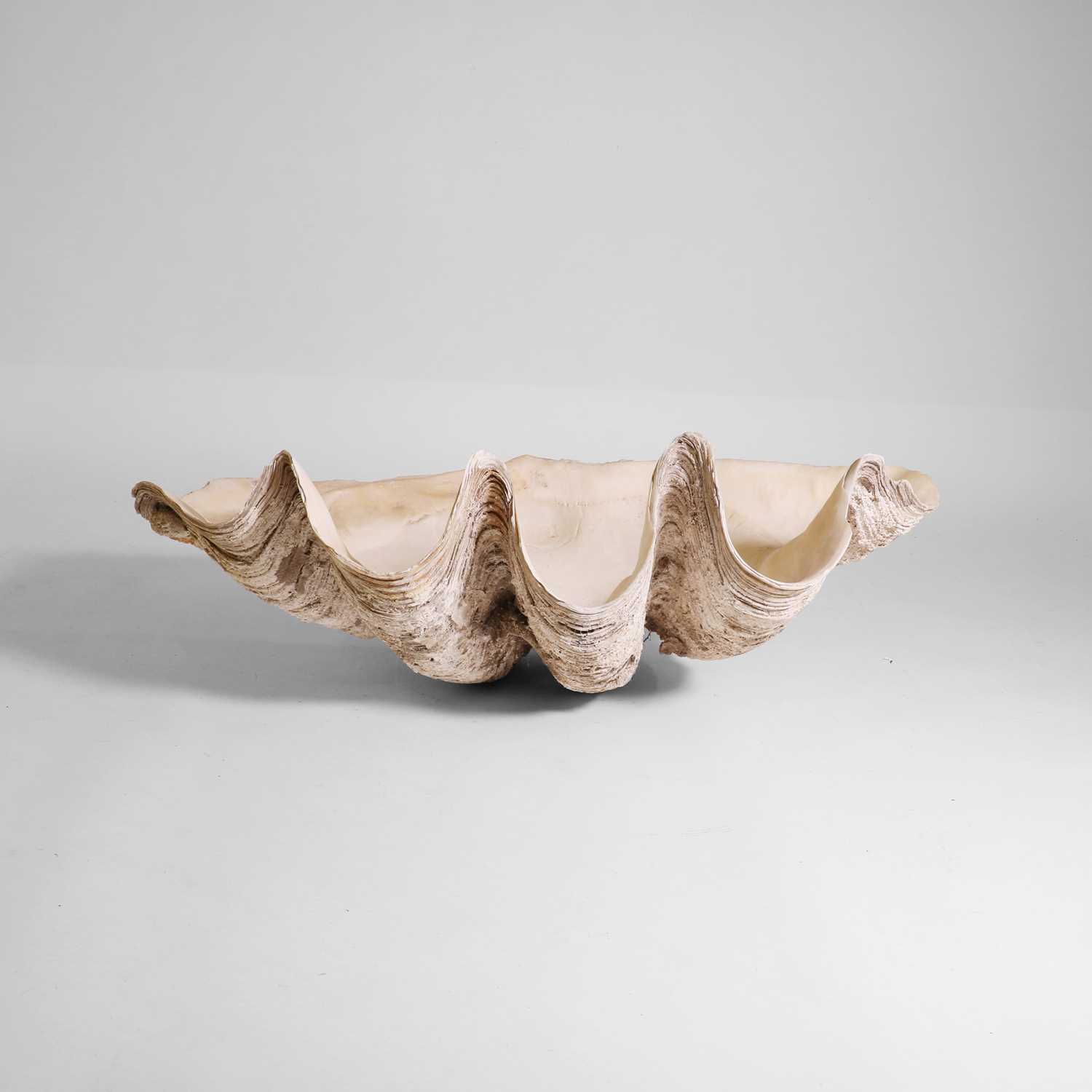 Lot 216 - A giant clam shell (Tridacna gigas)