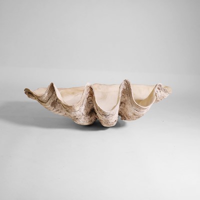 Lot 216 - A giant clam shell (Tridacna gigas)