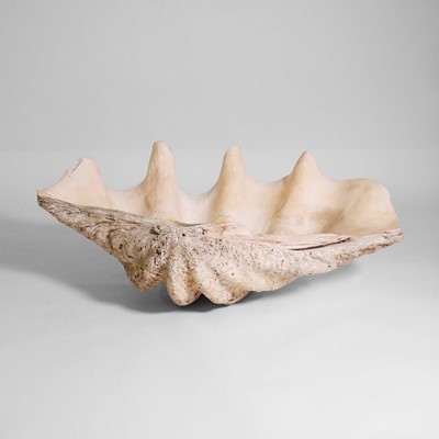 Lot 216 - A giant clam shell (Tridacna gigas)