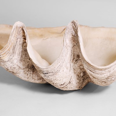 Lot 216 - A giant clam shell (Tridacna gigas)
