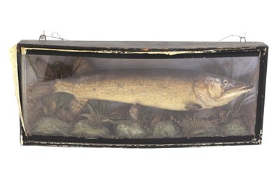 Lot 373 - A taxidermy pike