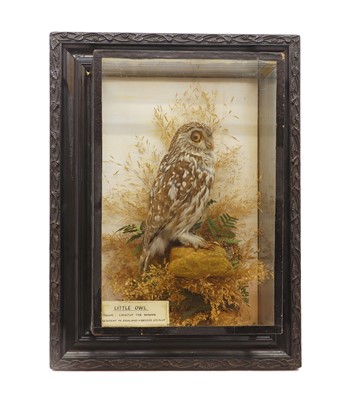 Lot 369 - A taxidermy Little Owl