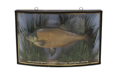Lot 371 - A taxidermy bronze bream