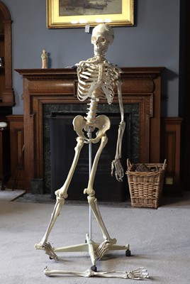 Lot 48 - A teaching model of a human skeleton