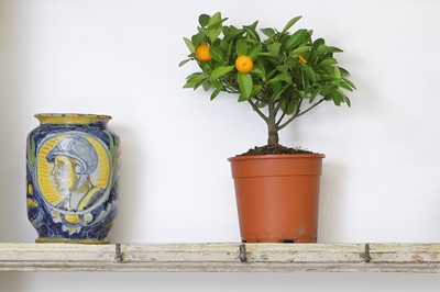 Lot 231 - A maiolica albarello