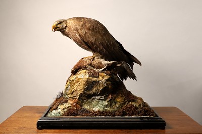 Lot 129 - Taxidermy: a female golden eagle