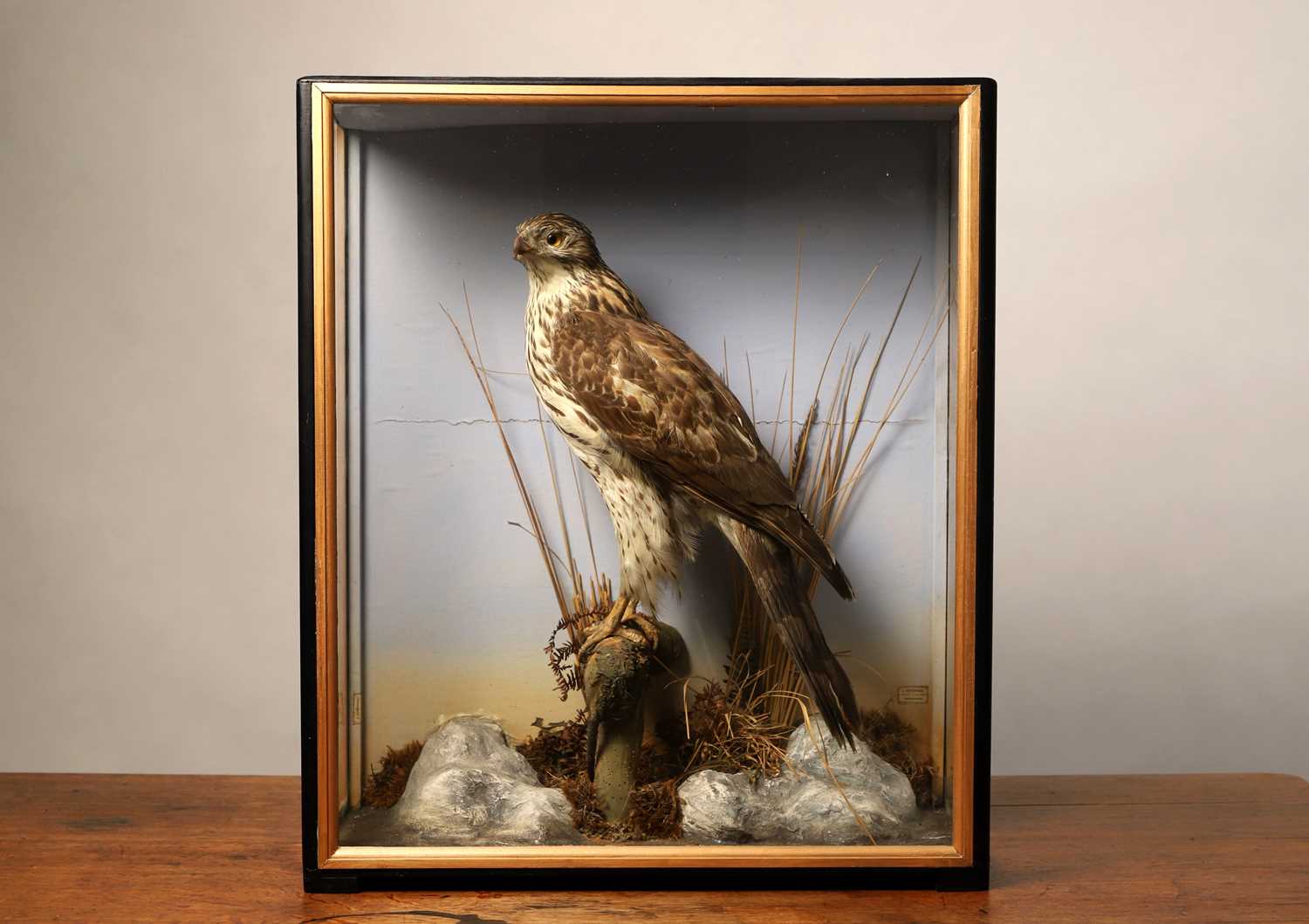 Lot 128 - Taxidermy: a juvenile goshawk