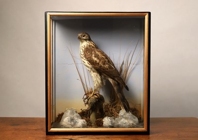 Lot 128 - Taxidermy: a juvenile goshawk