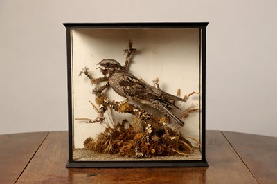 Lot 118 - Taxidermy: a nightjar