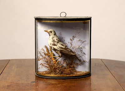 Lot 116 - Taxidermy: a leucistic blackbird