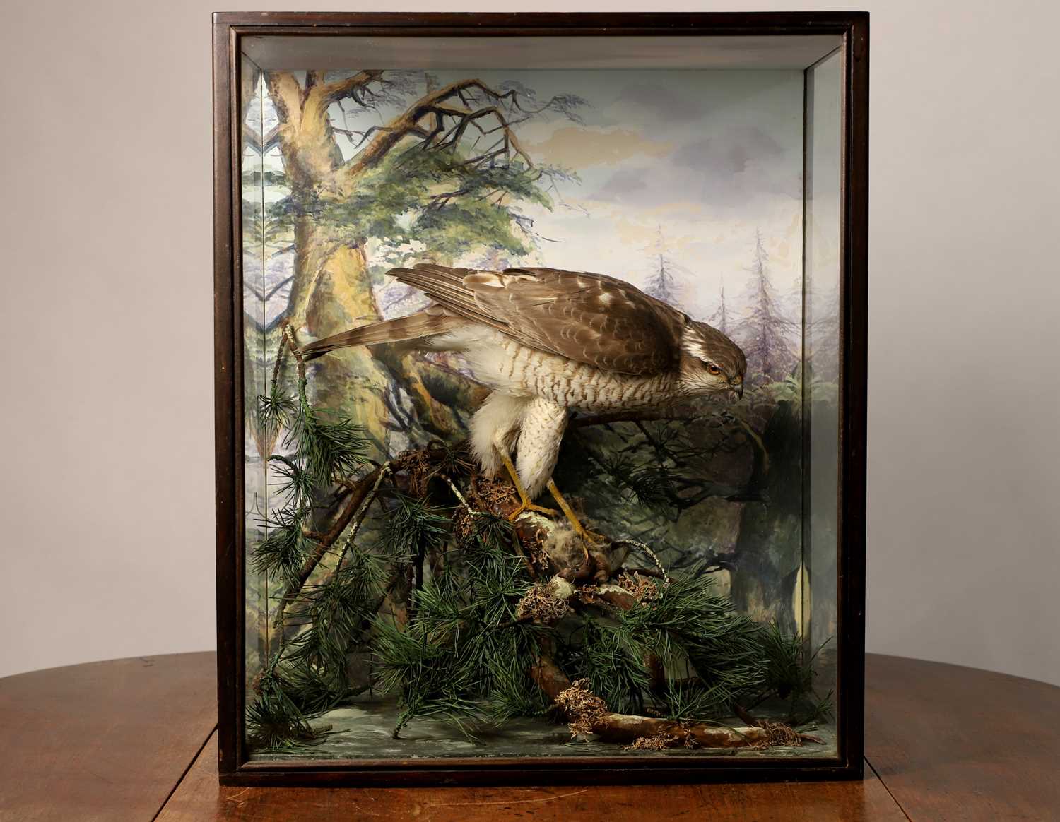 Lot 127 - Taxidermy: a female sparrowhawk