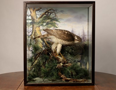 Lot 127 - Taxidermy: a female sparrowhawk