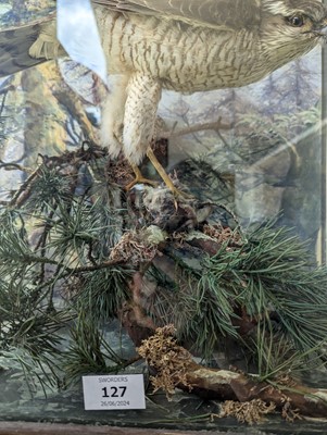 Lot 127 - Taxidermy: a female sparrowhawk
