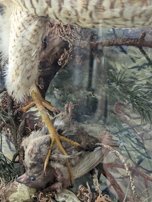 Lot 127 - Taxidermy: a female sparrowhawk