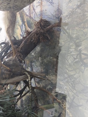 Lot 127 - Taxidermy: a female sparrowhawk