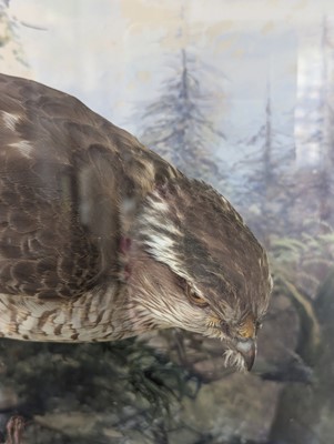 Lot 127 - Taxidermy: a female sparrowhawk