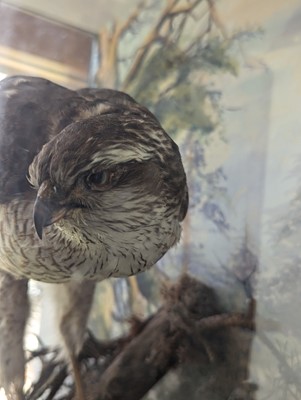 Lot 127 - Taxidermy: a female sparrowhawk