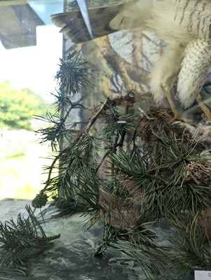 Lot 127 - Taxidermy: a female sparrowhawk