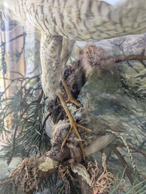 Lot 127 - Taxidermy: a female sparrowhawk